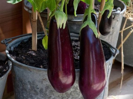  Ne pas planter de légumes encombrants comme les aubergines qui grandiront mieux en pot.