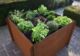 8 erreurs à éviter pour avoir un beau carré potager