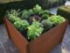 8 erreurs à éviter pour avoir un beau carré potager 1
